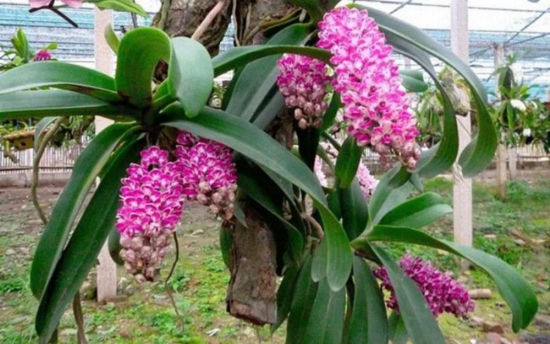 Vẻ đẹp rực rỡ của lan Đai châu nở vào dịp Tết Nguyên Đán